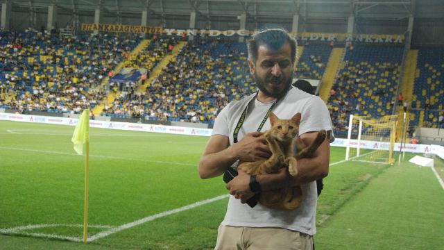 Eryaman'da misafir kedi !